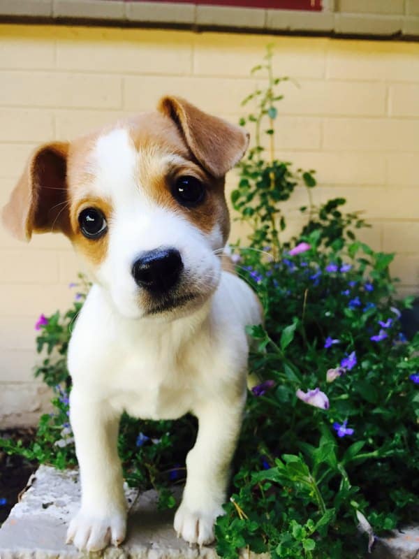 wit hondje met bruine vlekken